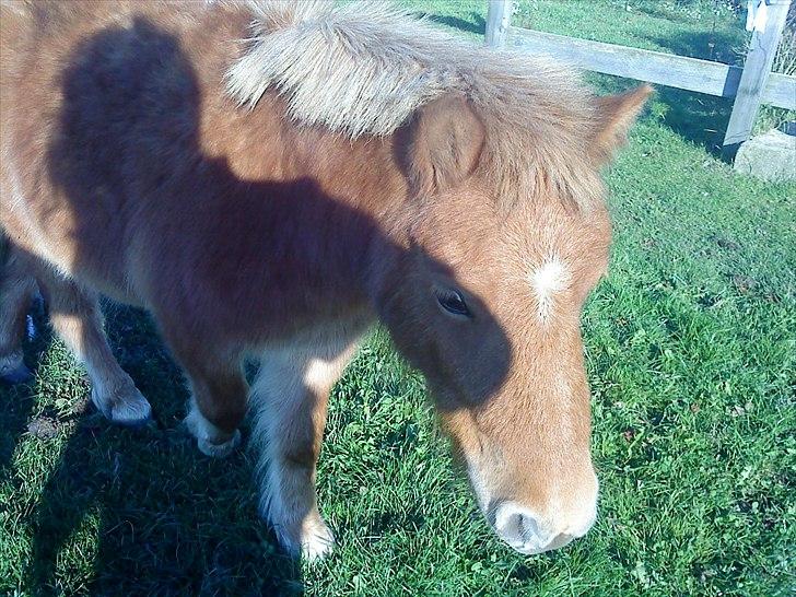 Shetlænder bandit ¨soglt¨ billede 8