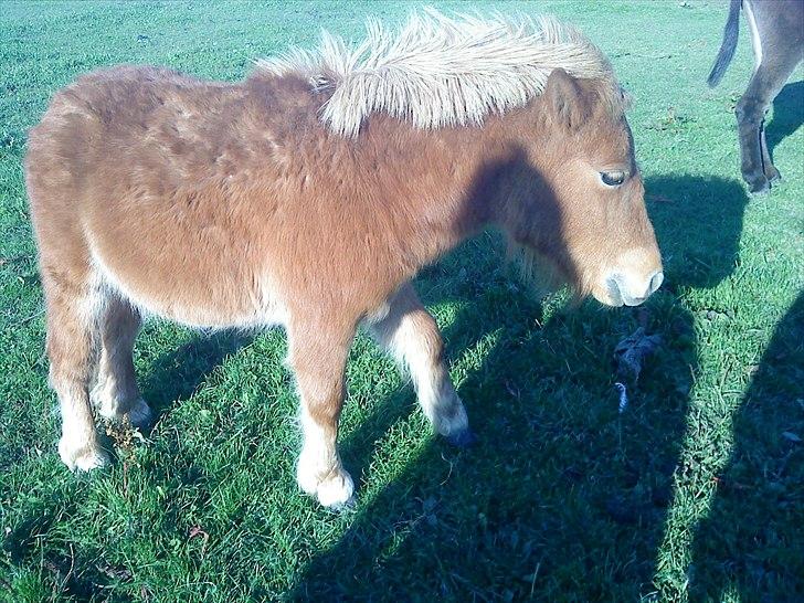 Shetlænder bandit ¨soglt¨ billede 9