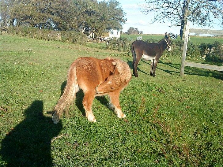 Shetlænder bandit ¨soglt¨ billede 10