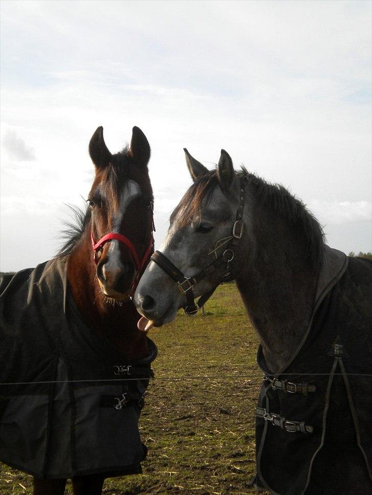 Connemara Haahr´s w´Air  - taget af: Laura J billede 3