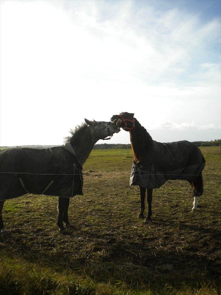 Connemara Haahr´s w´Air  - taget af: Laura J billede 7