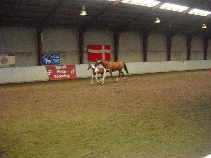 Pinto C-dur's Coco Chanel billede 12