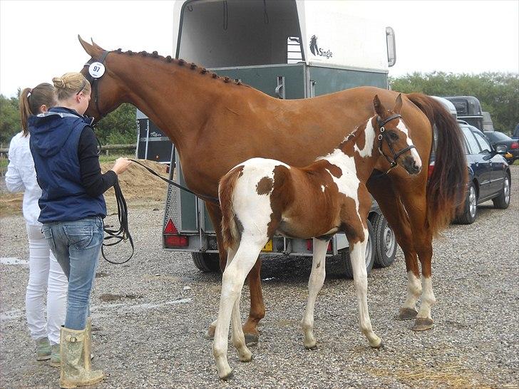 Pinto C-dur's Coco Chanel billede 16