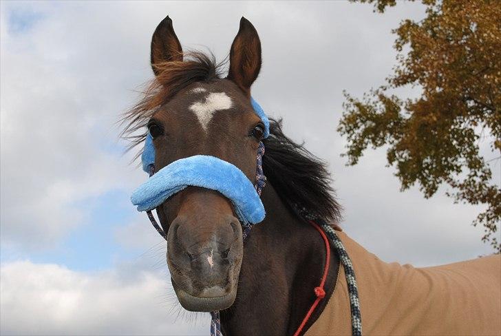 Anden særlig race Beauty  - LÆKKERHED! :O billede 17