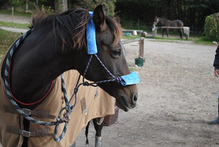 Anden særlig race Beauty  - du er et....glansbilled! (´: billede 18