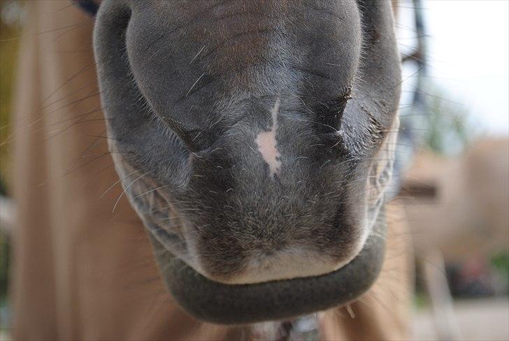 Anden særlig race Beauty  - MIN helt personlige ´kyssemund´ dx <33333 billede 19