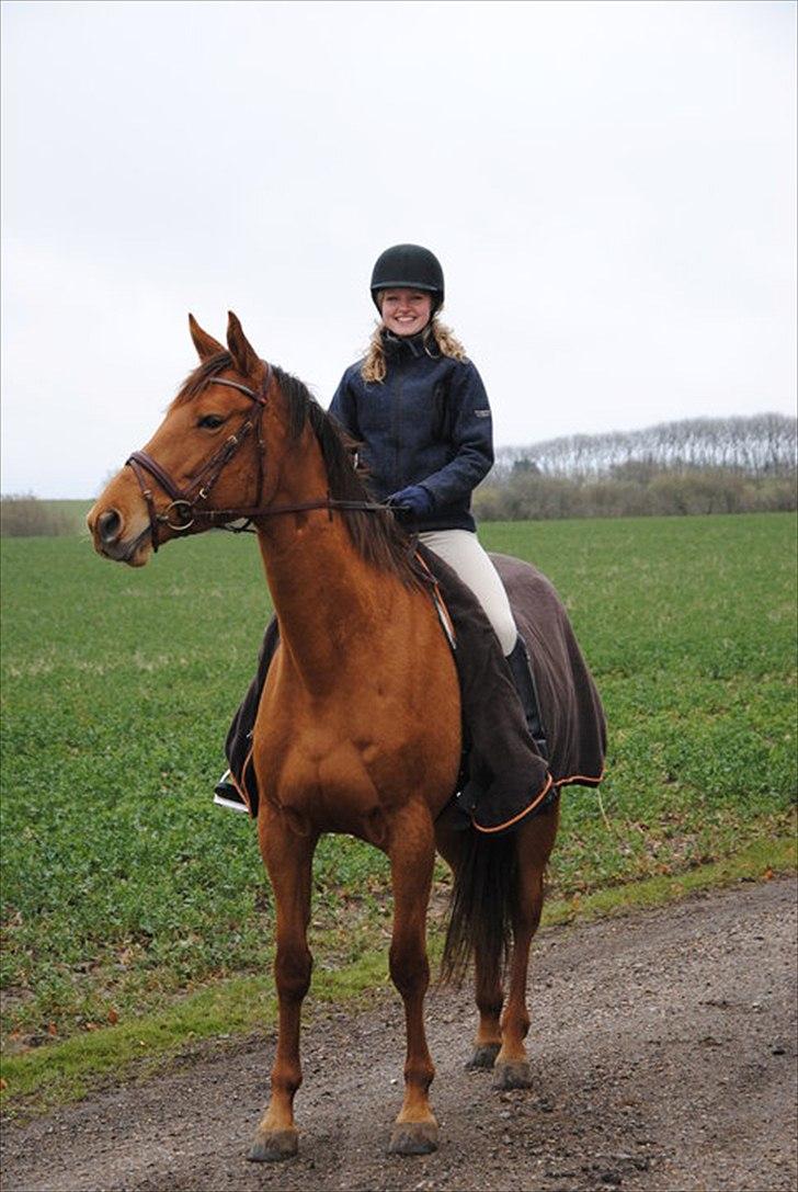 Trakehner Herbstrose - 13#  2010, første gang jeg red Rose :)  billede 13