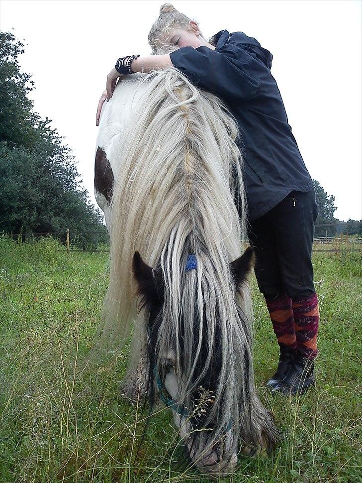 Irish Cob Billy the kid :) billede 8