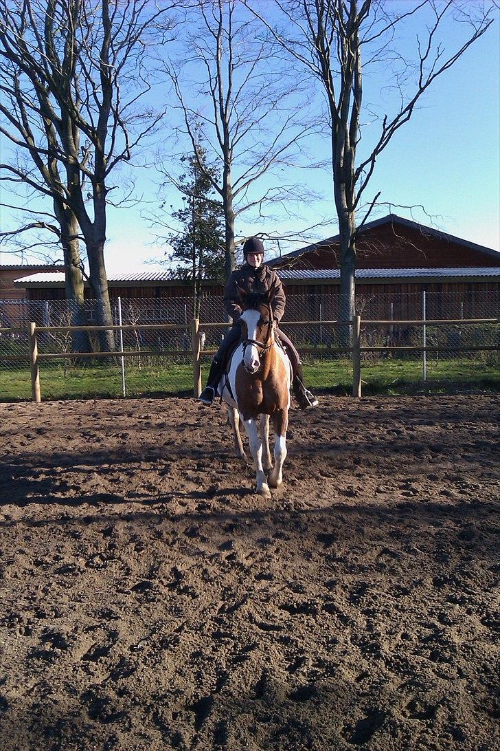 Anden særlig race Marry Poppins - træning på vores nye ride bane d 7/11 2010 billede 1