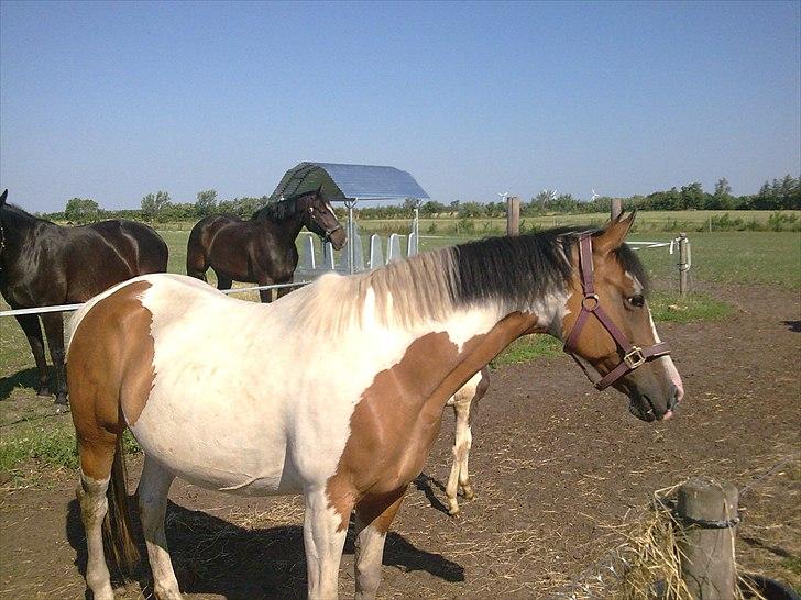Anden særlig race Marry Poppins billede 2