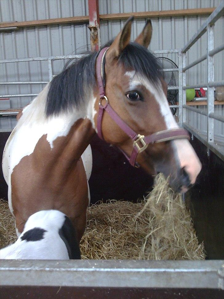Anden særlig race Marry Poppins billede 3