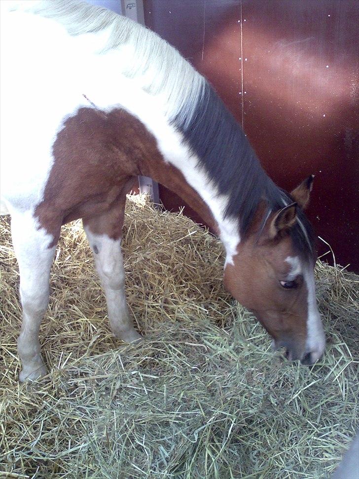 Anden særlig race Marry Poppins billede 4