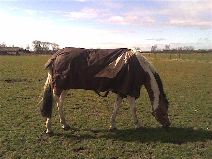 Anden særlig race Marry Poppins - mit første møde med denne skønne hest! billede 5