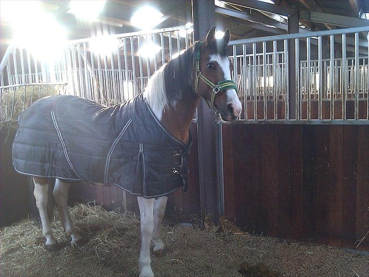 Anden særlig race Marry Poppins billede 6