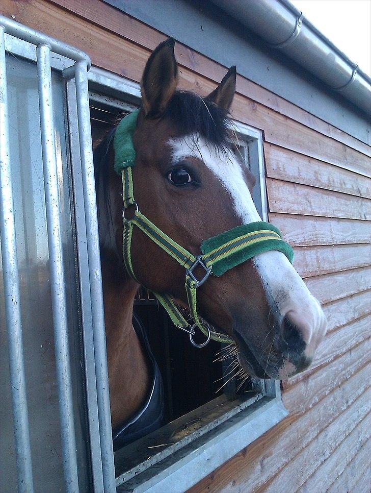 Anden særlig race Marry Poppins billede 7