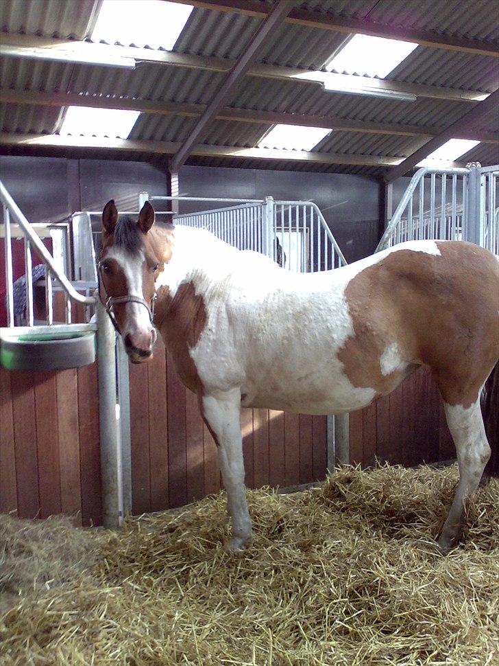 Anden særlig race Marry Poppins billede 8