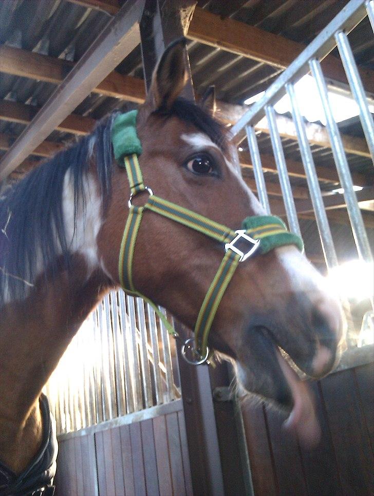 Anden særlig race Marry Poppins billede 9