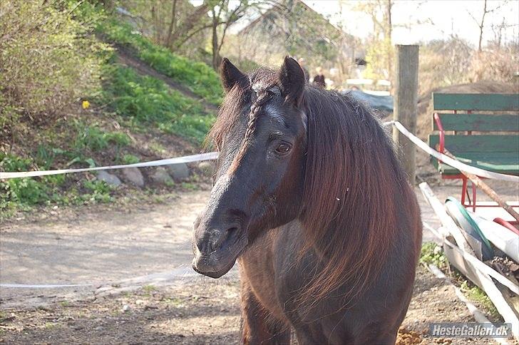Anden særlig race Hugo *part* - Hugo :D billede 1