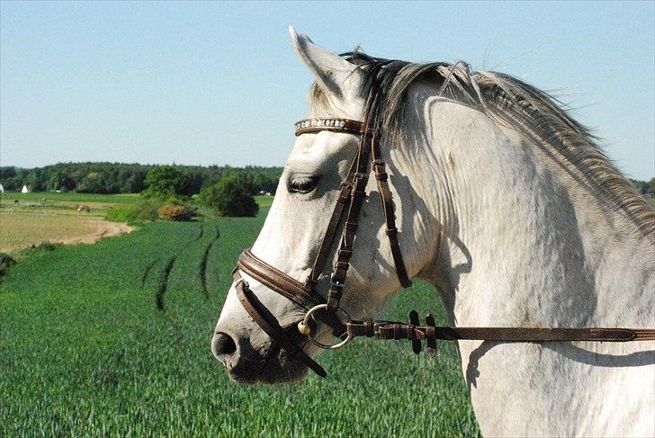 Welsh Partbred (Sec F) Lyngvejens Kenzo - Kenzos smukke hoved billede 19