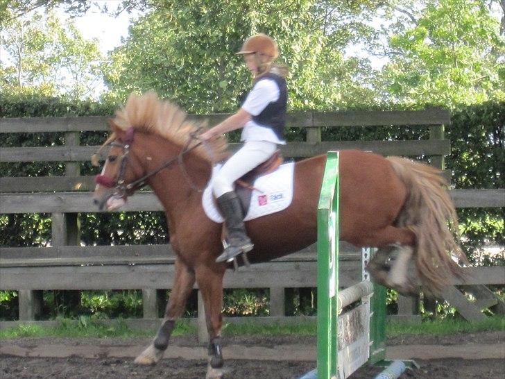 Welsh Cob (sec D) Whitesocks (White Feet) - Hane-kams-spring! han prøver at ligne sin kæreste bolette ;D billede 14