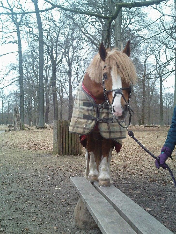 Welsh Cob (sec D) Whitesocks (White Feet) - Whitesocks lærte at gå på bænk den 18.2 /2011 <3 billede 15