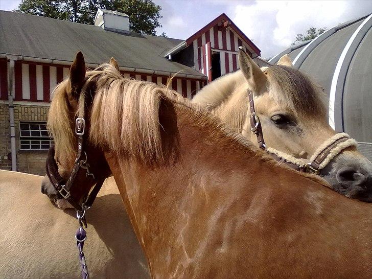 Welsh Cob (sec D) Whitesocks (White Feet) - kæreste parret!... KLØ KLØ KLØ osv.. billede 16