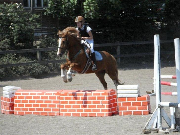 Welsh Cob (sec D) Whitesocks (White Feet) - flyvene over muren til stævne! HG GØR KVALITETEN DÅRLIG!(: billede 17