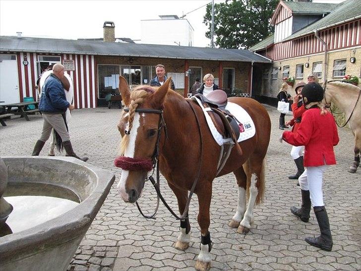 Welsh Cob (sec D) Whitesocks (White Feet) - Før jagt! billede 18