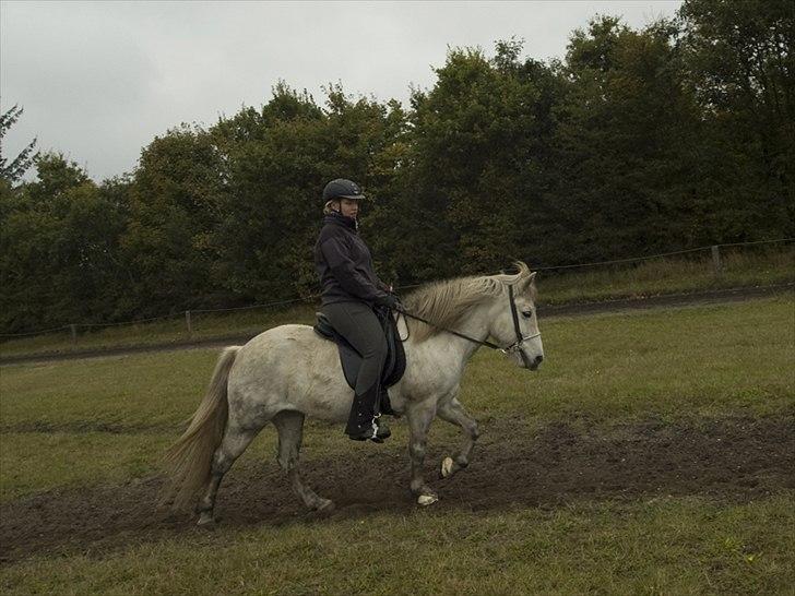 Islænder *Bára fra Stårup* R.I.P billede 13