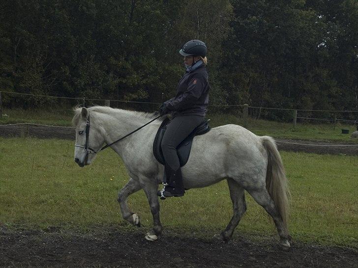 Islænder *Bára fra Stårup* R.I.P billede 14