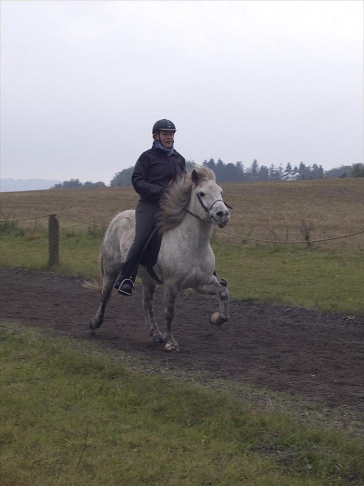 Islænder *Bára fra Stårup* R.I.P billede 15