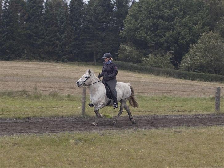 Islænder *Bára fra Stårup* R.I.P billede 16