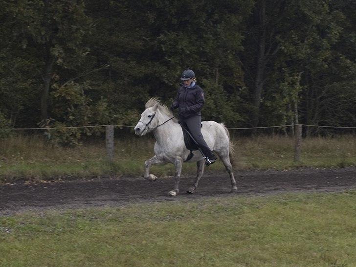 Islænder *Bára fra Stårup* R.I.P billede 17