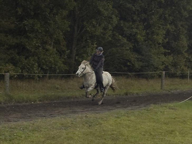 Islænder *Bára fra Stårup* R.I.P billede 18