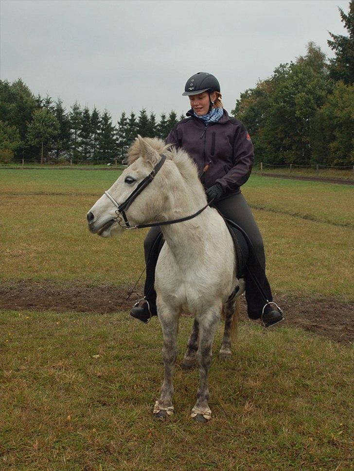 Islænder *Bára fra Stårup* R.I.P billede 19