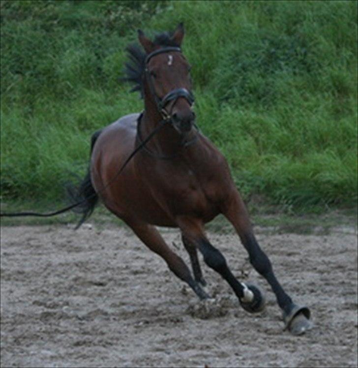 Dansk Varmblod Cyrano Majlund - Vores dejlige dreng<3 billede 1
