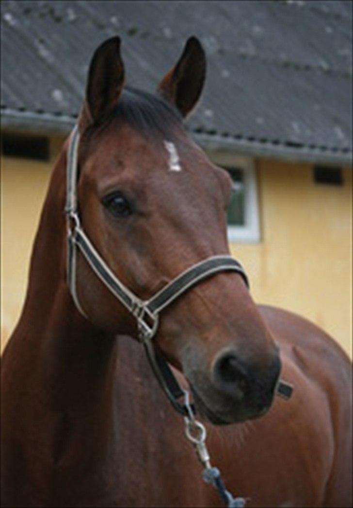 Dansk Varmblod Cyrano Majlund billede 2