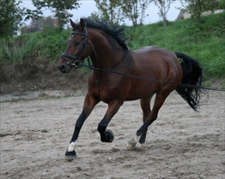 Dansk Varmblod Cyrano Majlund billede 3