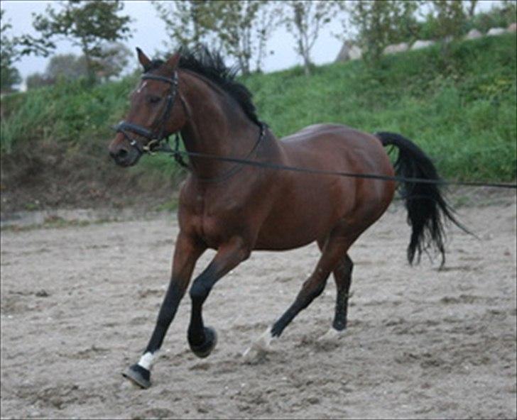 Dansk Varmblod Cyrano Majlund billede 4