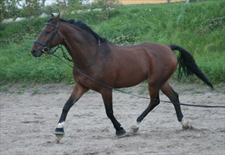 Dansk Varmblod Cyrano Majlund billede 5