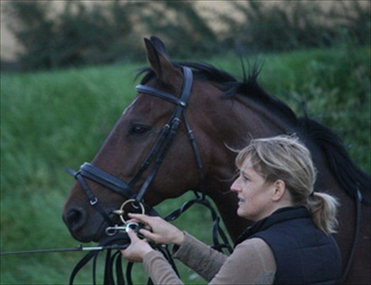 Dansk Varmblod Cyrano Majlund billede 6