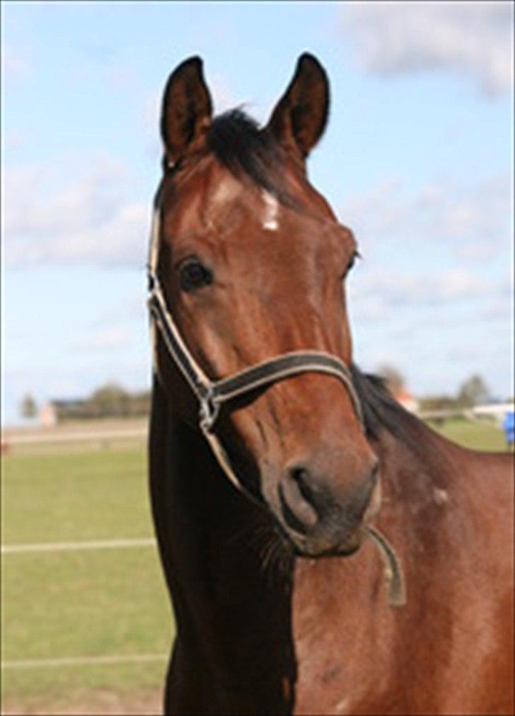 Dansk Varmblod Cyrano Majlund billede 7