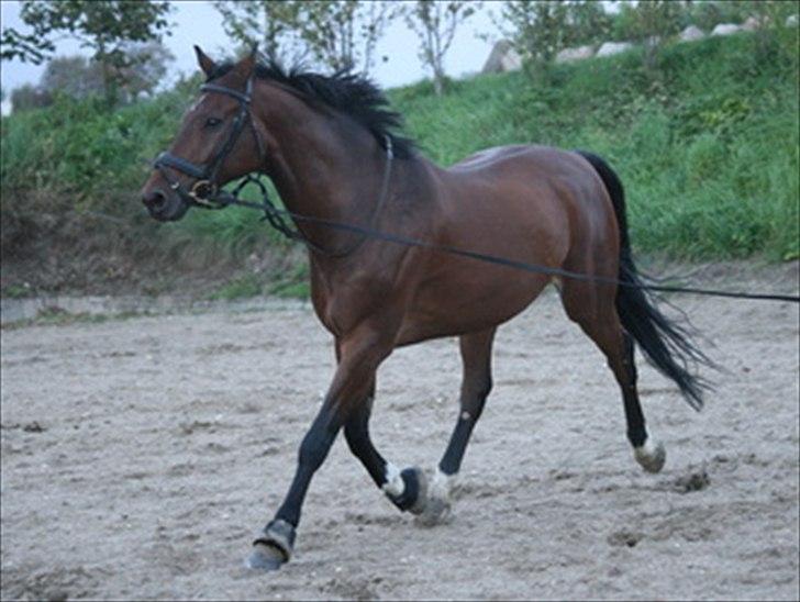 Dansk Varmblod Cyrano Majlund billede 8