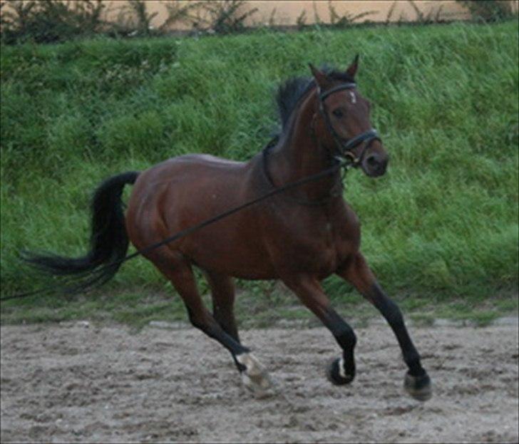 Dansk Varmblod Cyrano Majlund billede 9