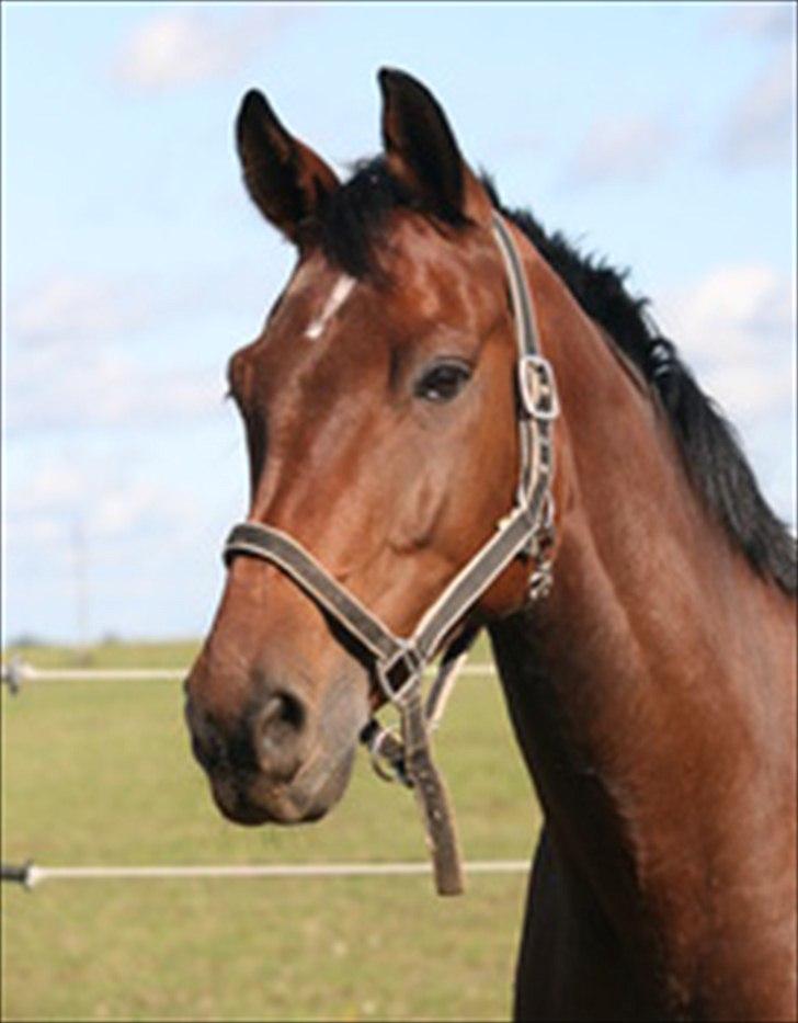 Dansk Varmblod Cyrano Majlund billede 10