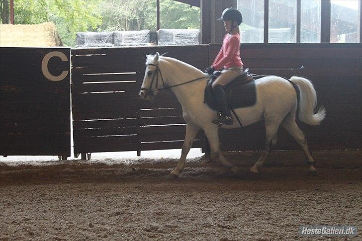 Anden særlig race ivan billede 8