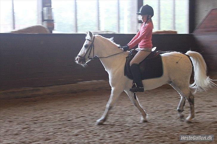 Anden særlig race ivan billede 10
