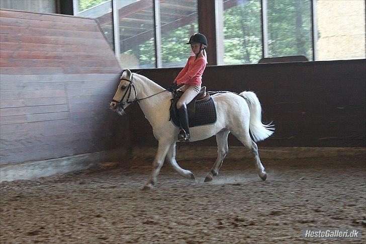 Anden særlig race ivan billede 11