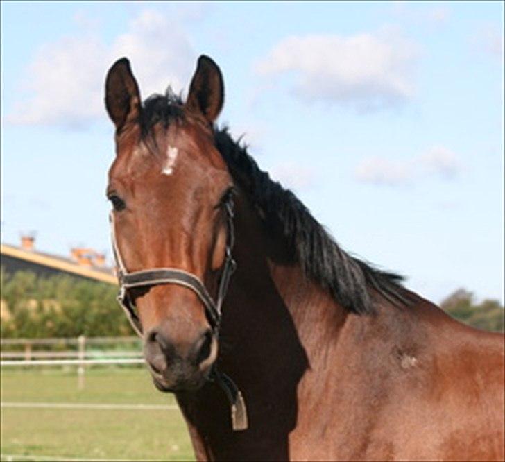 Dansk Varmblod Cyrano Majlund billede 11