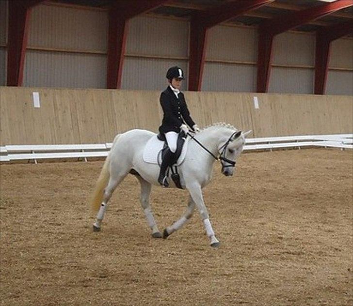 New Forest Nyskoven's Bellis, ridder - foto: Ninna Nielsen billede 6